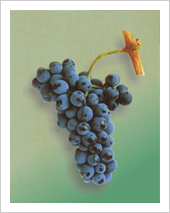 Casta Touriga Nacional